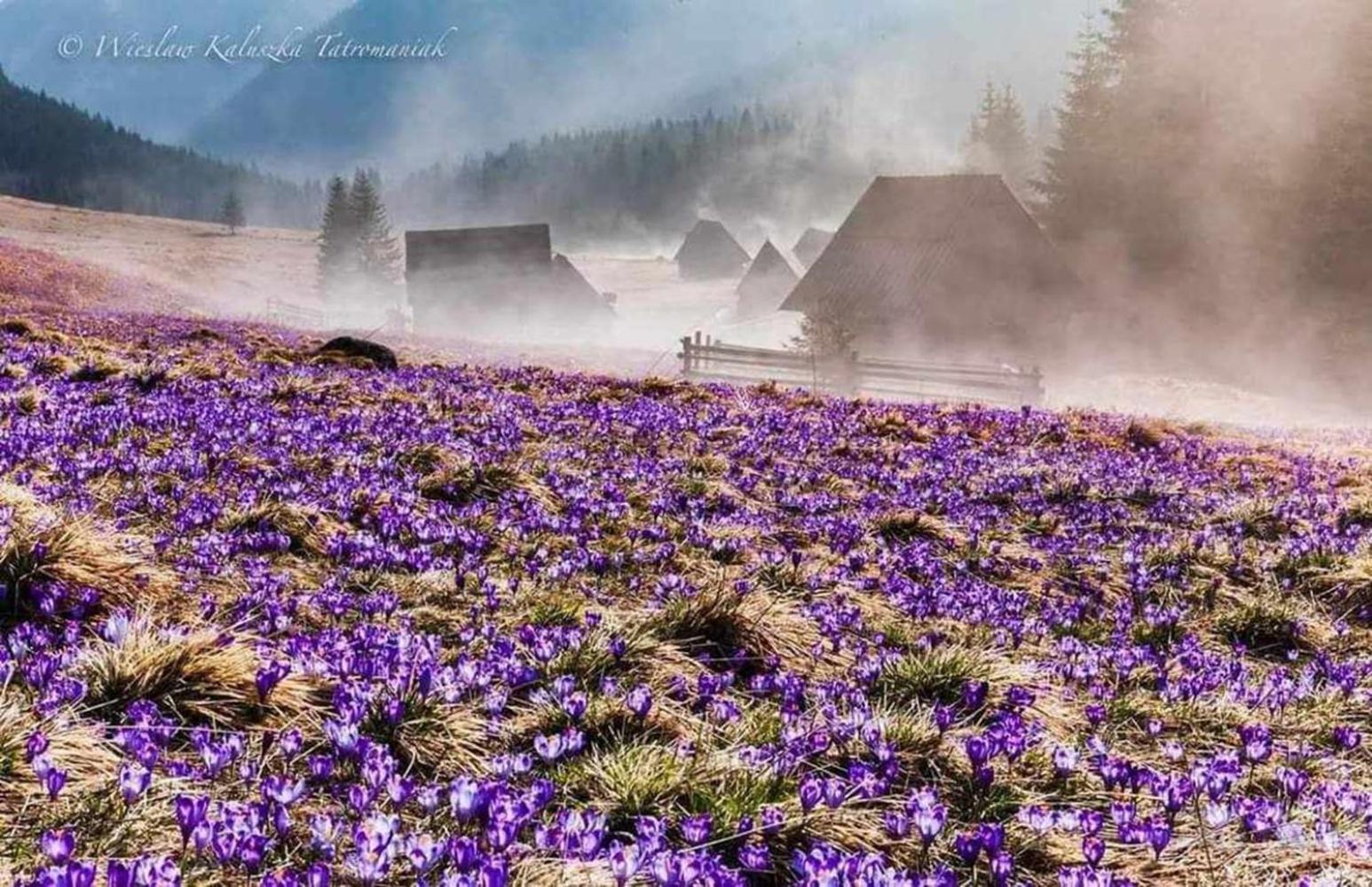 Willa Danielka Zakopane Exterior foto